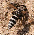 Pterocheilus hirsutipennis