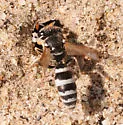 Pterocheilus hirsutipennis - photo 2