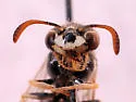 Pterocheilus hirsutipennis - photo 3