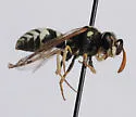 Pterocheilus hirsutipennis - photo 4