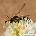 Pterocheilus hirsutipennis - photo 5
