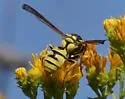 Pterocheilus mirandus - photo 2