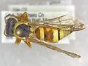 Pterocheilus pedicellatus