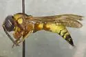 Pterocheilus pedicellatus - photo 2