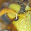 Pterocheilus pedicellatus - photo 3