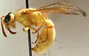 Pterocheilus pimorum