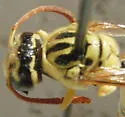 Pterocheilus pimorum - photo 2