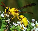 Pterocheilus pimorum - photo 3