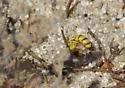 Pterocheilus pimorum - photo 5