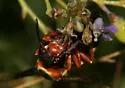 Pterocheilus quinquefasciatus