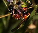 Pterocheilus quinquefasciatus - photo 2