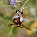 Pterocheilus quinquefasciatus - photo 4