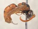Pterocheilus sinopis - Pterocheilus sinopis