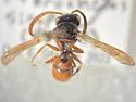 Pterocheilus sinopis - photo 2