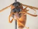 Pterocheilus sinopis - photo 3