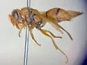 Pterocheilus sinopis - photo 4