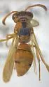 Pterocheilus sinopis - photo 5