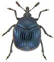 Thief Weevil