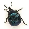 Thief Weevil - photo 2