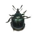 Thief Weevil - photo 3