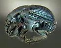 Thief Weevil - photo 4