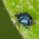 Thief Weevil - photo 5