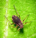 Reddish Brown Willow Bark Aphid