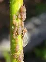 Reddish Brown Willow Bark Aphid - photo 2
