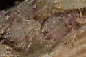Pterocomma populeum