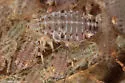 Pterocomma populeum - photo 2