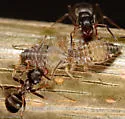 Pterocomma populeum - photo 3