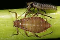 Pterocomma rufipes