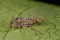 Pterocomma rufipes - photo 3