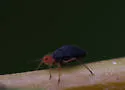 Pterocomma sanguiceps - photo 2