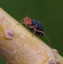 Pterocomma sanguiceps - photo 3