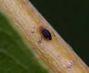Pterocomma sanguiceps - photo 4