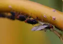 Pterocomma sanguiceps - photo 5