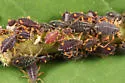 Black Willow Aphid