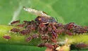 Black Willow Aphid - photo 2