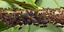 Black Willow Aphid - photo 3