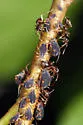 Black Willow Aphid - photo 4