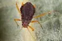 Black Willow Aphid - photo 5