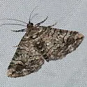 Pterocypha defensata - Hodges#7299 - Pterocypha defensata