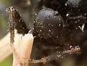 Pterodontia johnsoni - photo 2