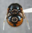 Pterodontia misella