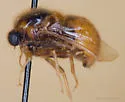 Pterodontia notomaculata - photo 2