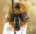 Pterodontia notomaculata - photo 3