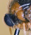 Pterodontia notomaculata - photo 4