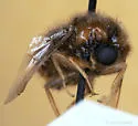 Pterodontia notomaculata - photo 5