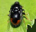 Pterodontia vix - photo 3